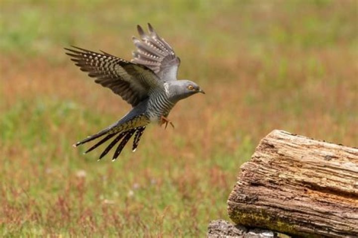 Common Cuckoo Audubon Field Guide