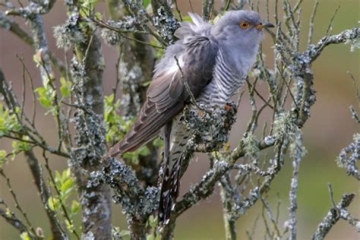Common Cuckoo by Paul Ash BirdGuides