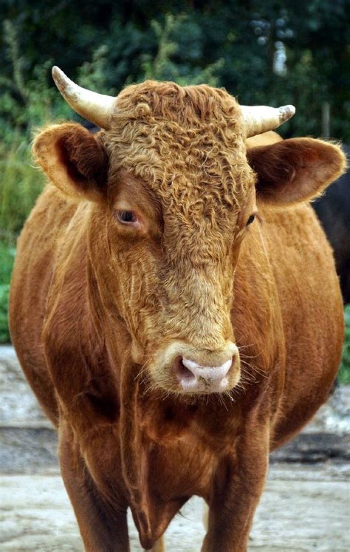 Cow Free Stock Photo Public Domain Pictures