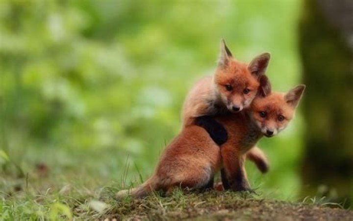 Cute Baby Foxes Wallpapers Wallpaper Cave