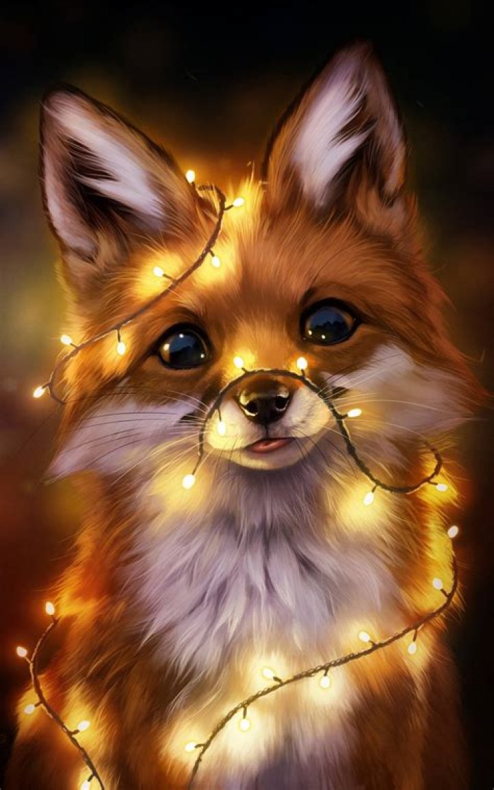 Cute Fox Wallpapers Wallpaper Cave
