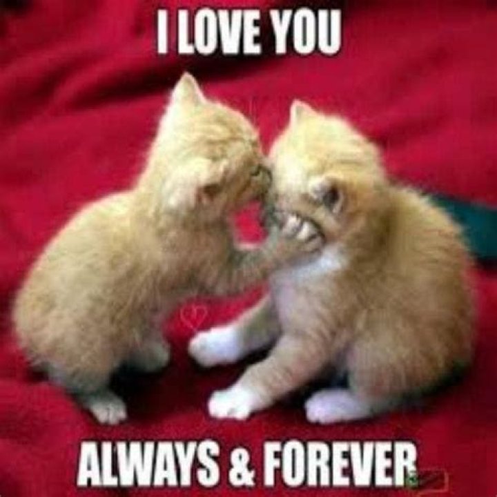 Cute I Love You Memes