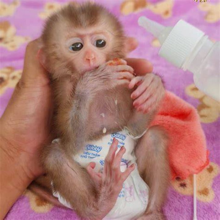 Cute monkey baby Cute good morning meme, Funny good morning memes, Funny morning memes