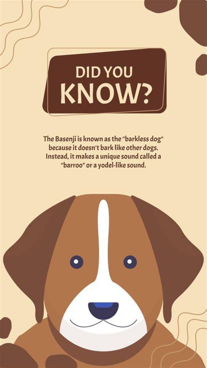 Did You Know Dog's Sweat Via Their Paw Pads! It Smells Like Corn Chips