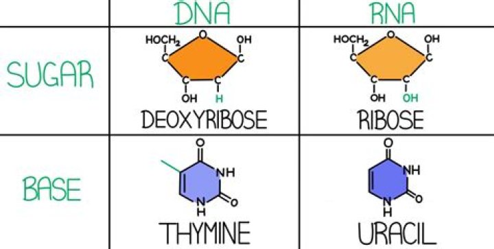 DNA vs. RNA Expii