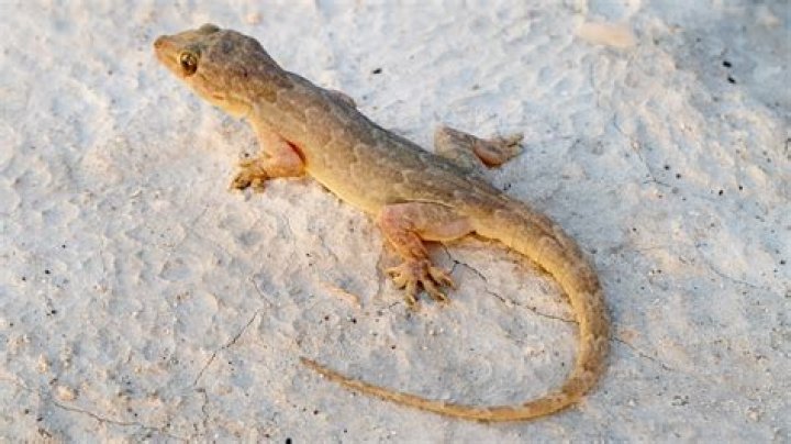 Do Lizards Eat Their Tails? Top Answer Update