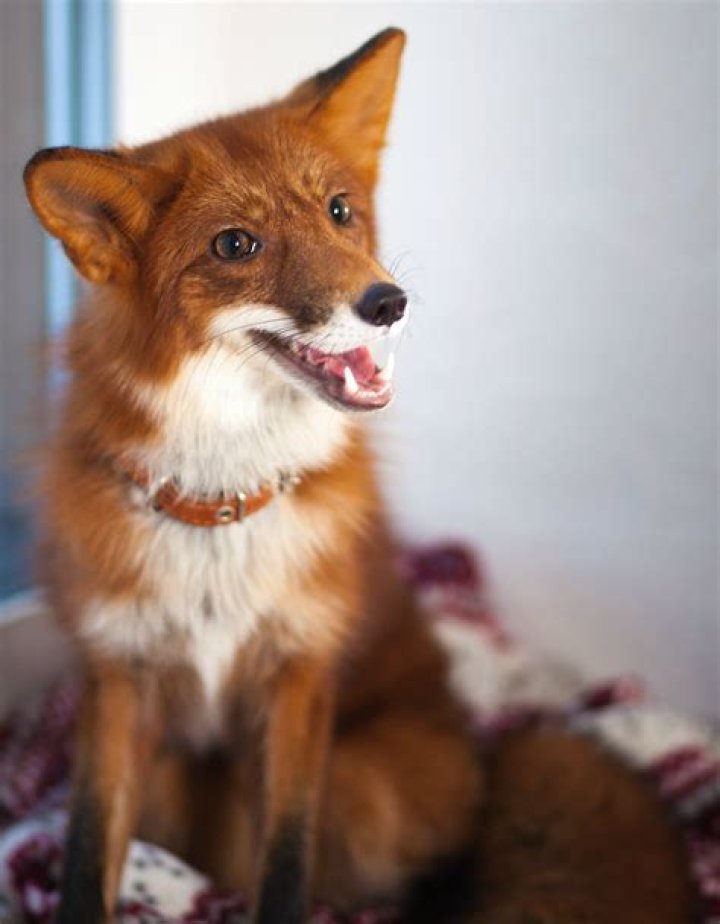 Domesticated Red Fox Photographer unknown Fox, Red fox, Furry friend