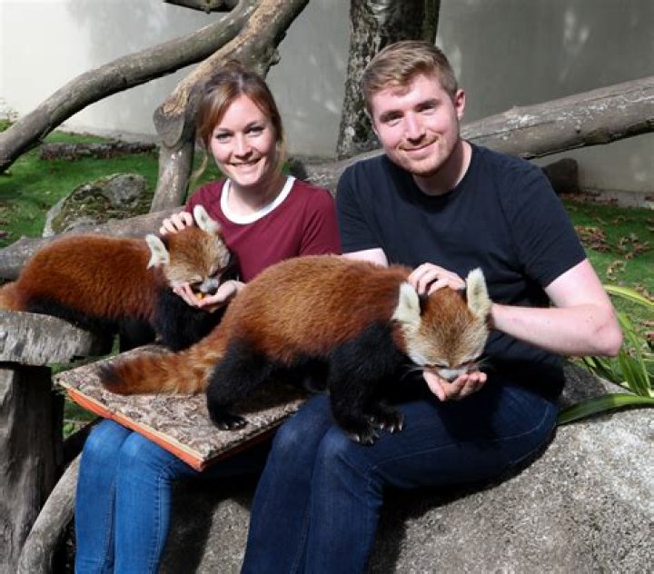 Domesticated Red Panda
