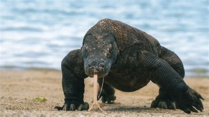 Dragu di Komodo Can You Keep it as a Pet? Animali c&ugrave; Scale