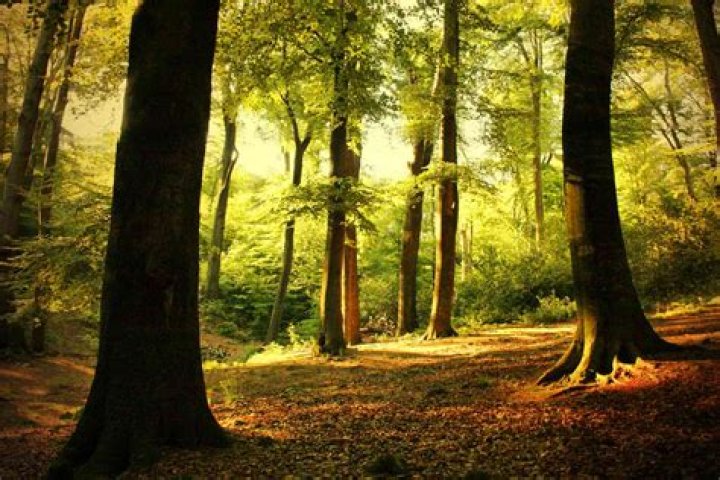Eastern Deciduous Forests