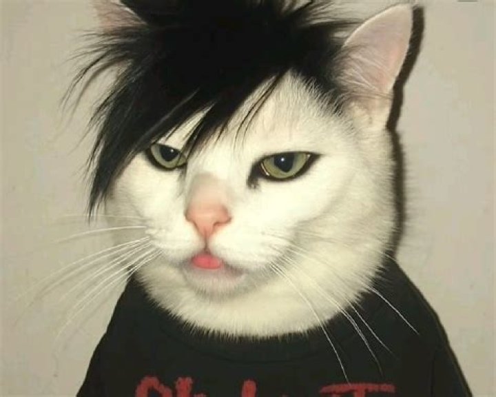 Emo Kitten by Zoushi on DeviantArt