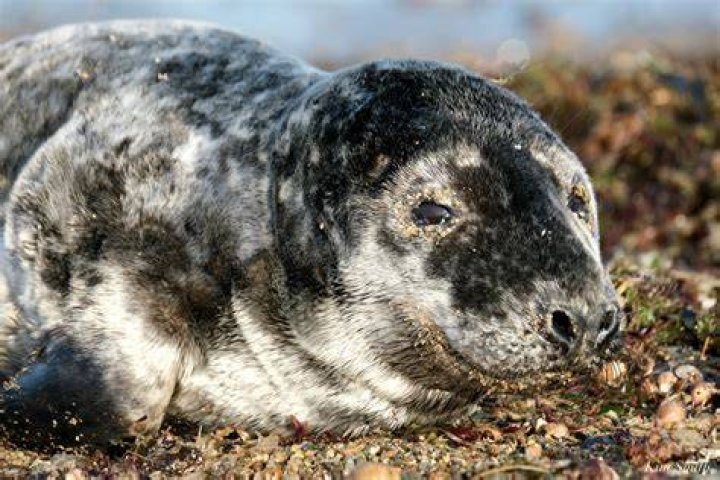 Ep. 039 Seal "Don't Make Me Wait" Skipped On Shuffle