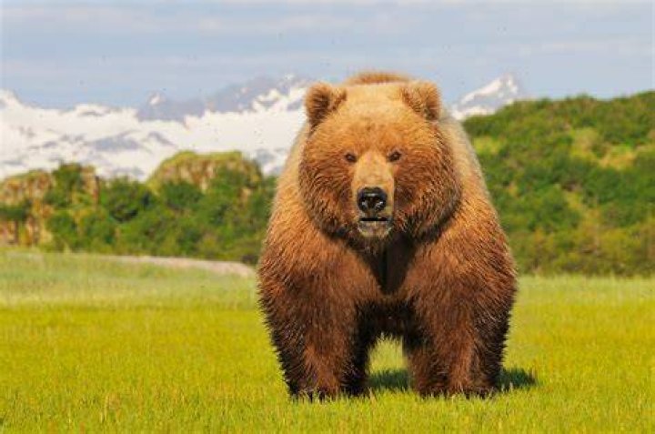 FileKodiak bear in germany.jpg Wikimedia Commons
