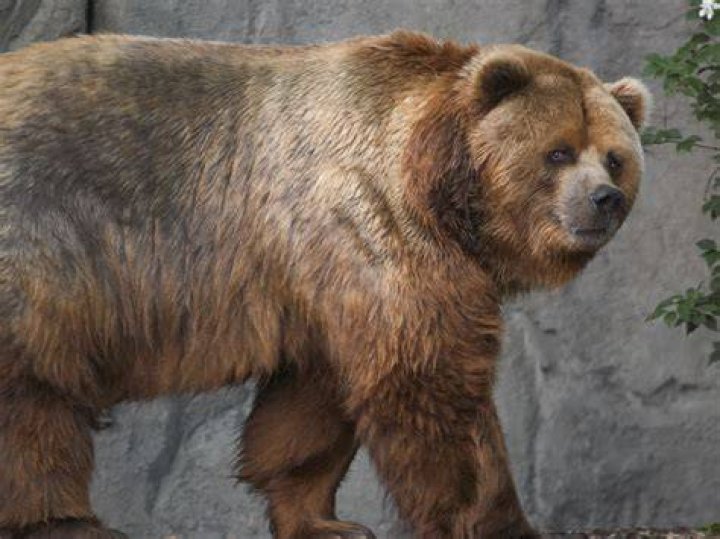 FileKodiak bear ursus.JPG Wikimedia Commons