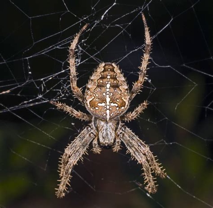 FileSpider Araneus diadematus.jpg Wikimedia Commons