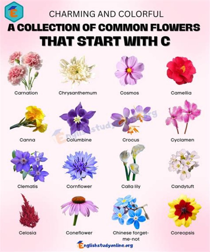 Flower Starting With C Amazing Flowers Names