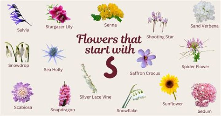 Flowers That Start With &lsquo;S&rsquo; for Sale Buying & Growing Guide