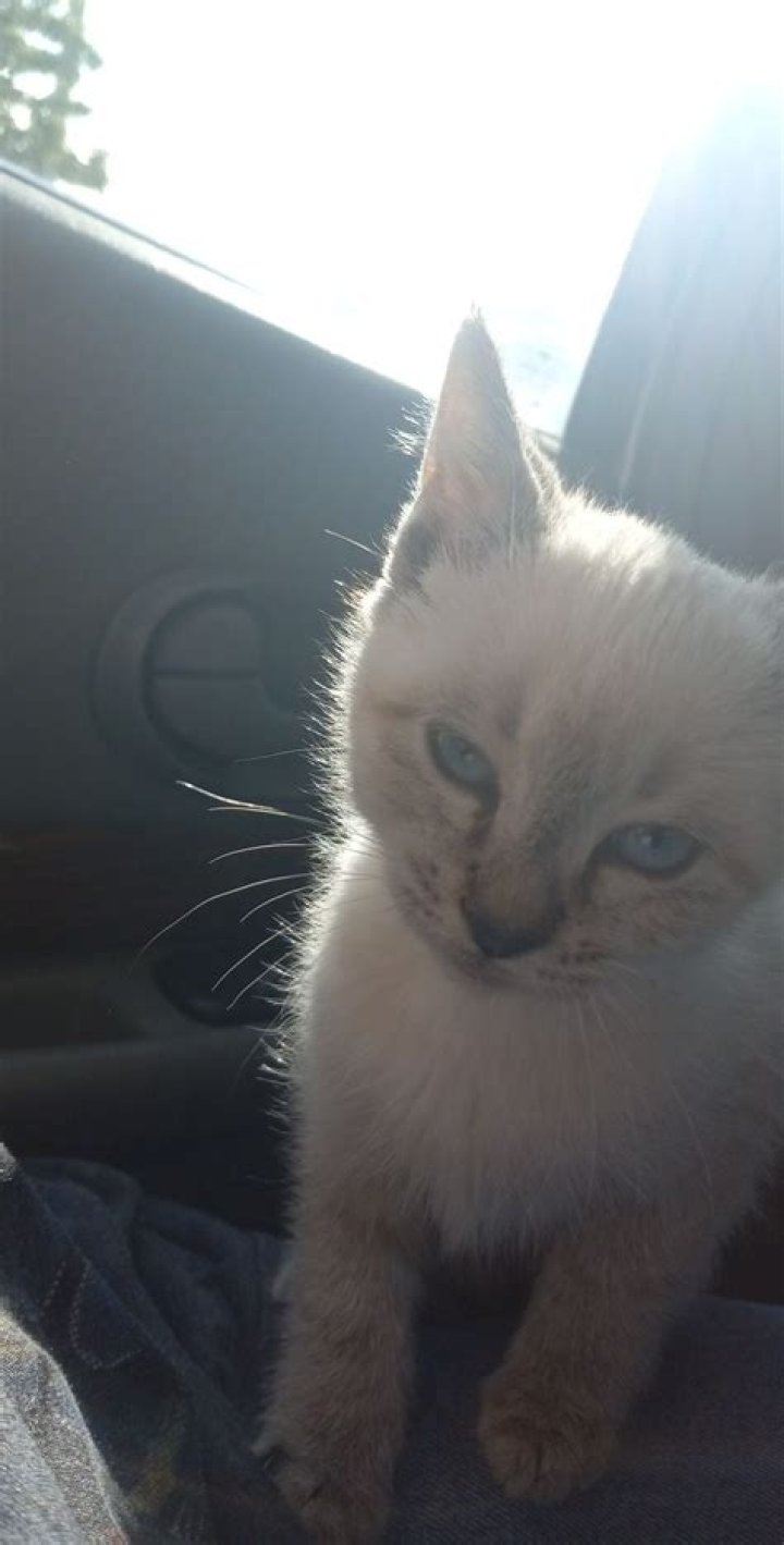 Found him walking around, give him the goofiest names r/NameMyCat