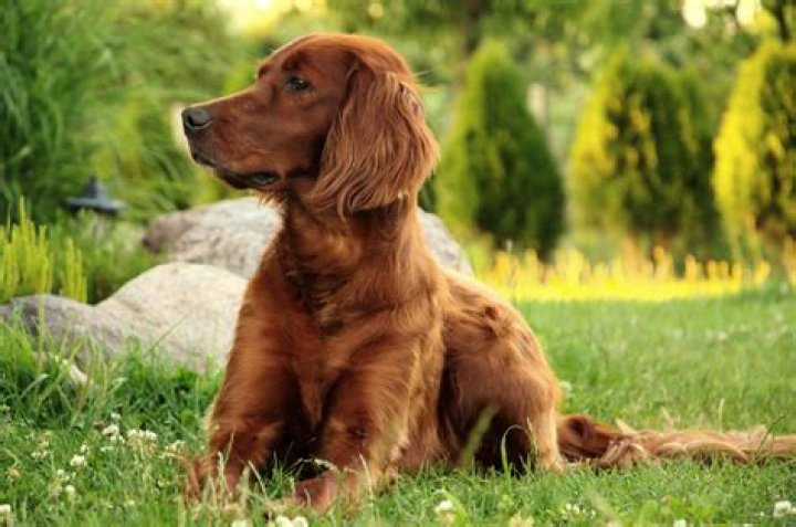 Free Images portrait, vertebrate, dog breed, facial, doberman, guard