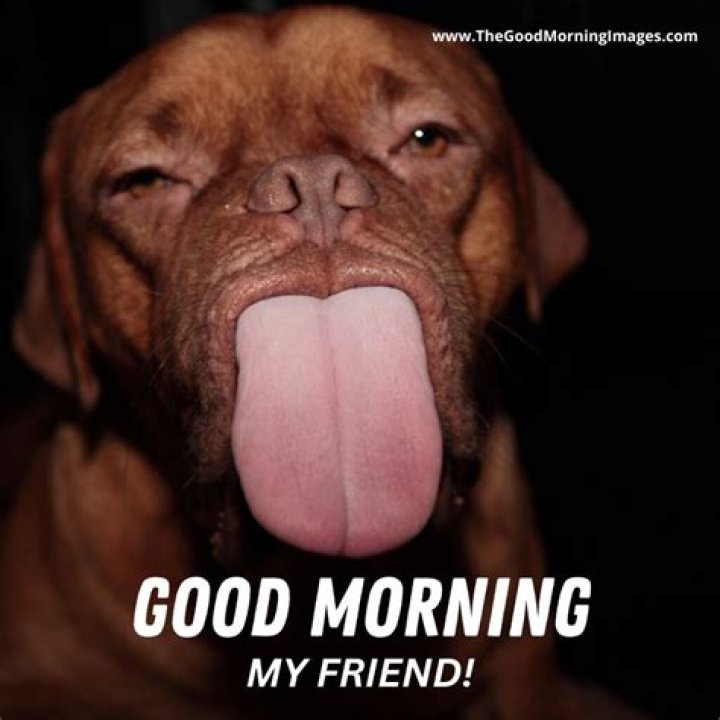 Funny Good Morning Wishes Pictures, Images Page 6