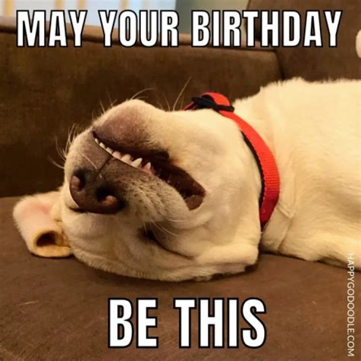 Funny Happy Birthday Memes With cats, Dogs & Funny Animals