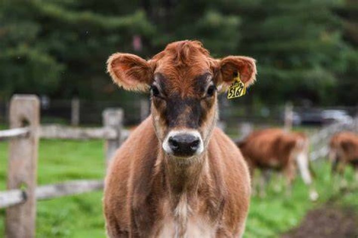 Get To Know Your Cows Daily Infographic
