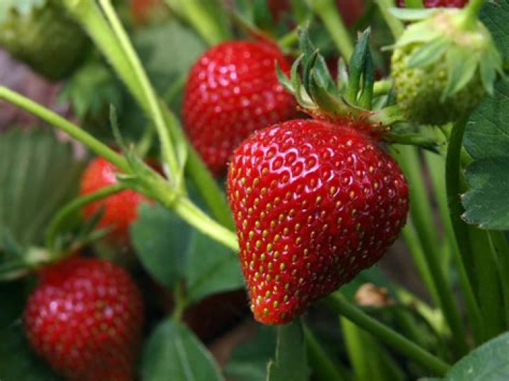 Growing and Caring for Organic Strawberries Modern Farmer