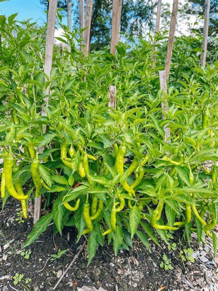 Growing Hot Peppers How To Grow Chili Peppers At Home