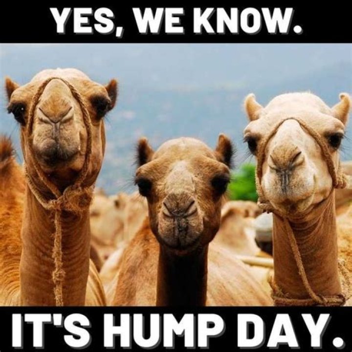 Happy Hump Day Meme Images, Humor and Funny Pics