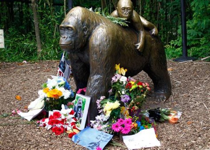 Harambe, Gorilla Killed at Cincinnati Zoo, 'Had to Pay the Price