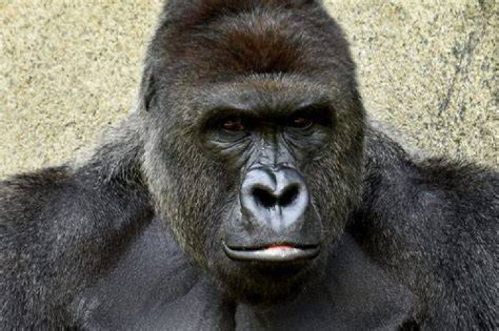 Harambe the gorilla the zoo killing that&rsquo;s set the on fire