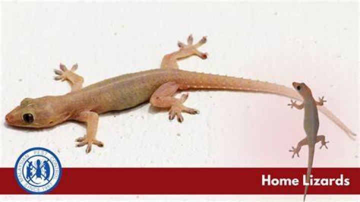 Home Lizards