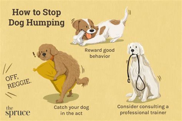 How do I stop my dogs feet from smelling like corn chips? Animal Shelters