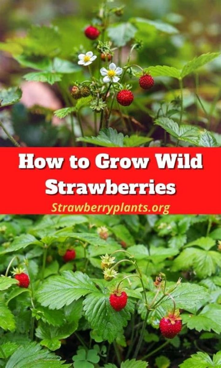 How to Grow Wild Strawberries Strawberry Plants