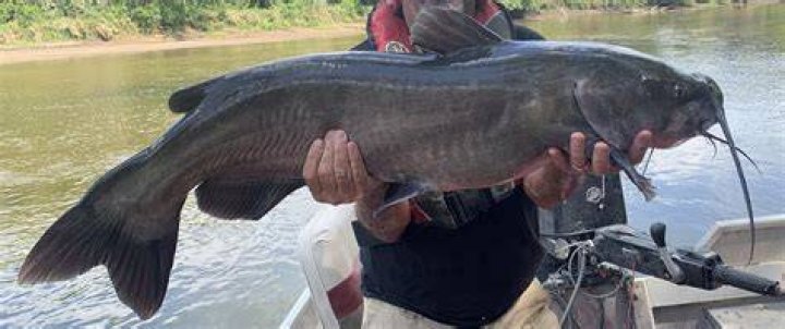 HOW TO HATCH A CATFISH Step By Step Guide To Fish Hatchery YouTube