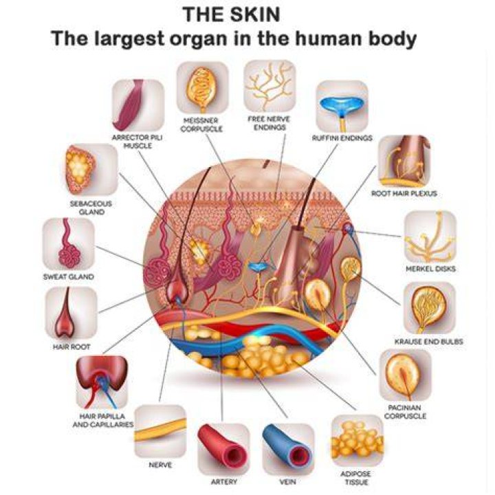human body largest organ