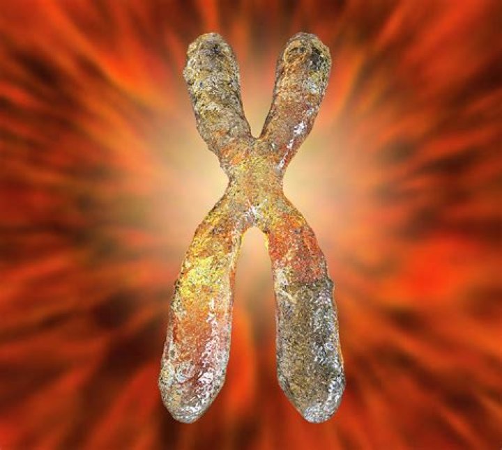 Human Chromosomes Photograph by Kateryna Kon/science Photo Library Pixels
