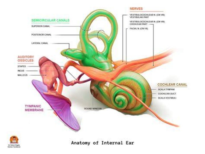 Human Ear Diagram And Functions