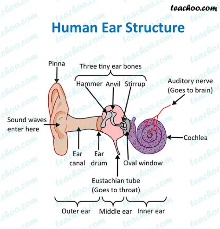 Human Ear Structure Function And Parts Images and Photos finder