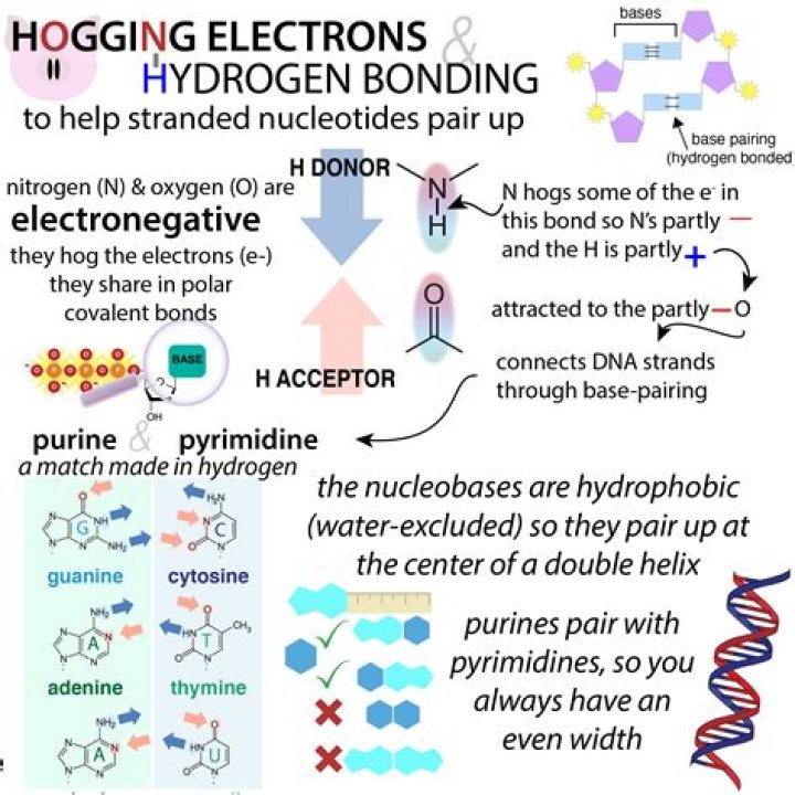 Hydrogen Bonding In Dnapairs