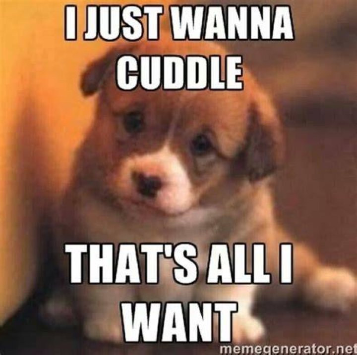 I just wanna cuddle Funny Animal Memes, Dog Memes, Funny Dogs, Funny