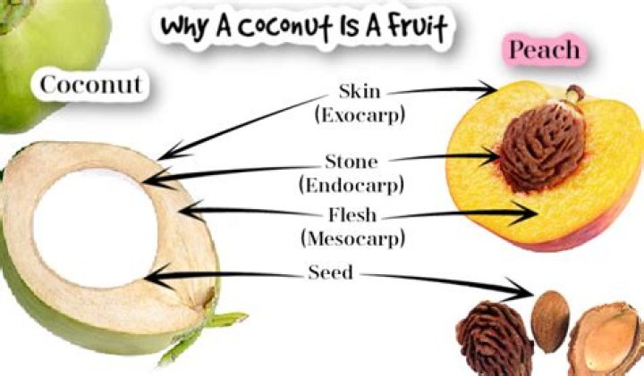 Is a Coconut a Fruit or a Nut? (with pictures)