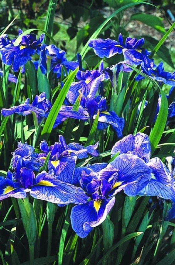 JLBG Iris ensata 'Wooly Booly'
