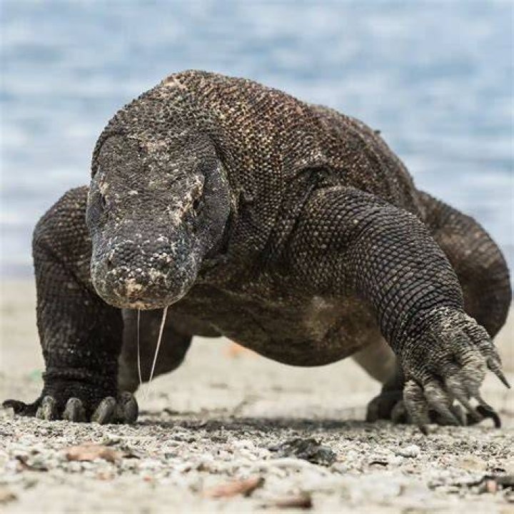 Komodo Dragon