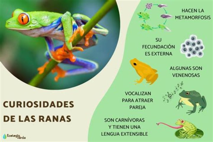 Las curiosidades que no conoc&iacute;as sobre la esposa de Juan Gabriel MDZ