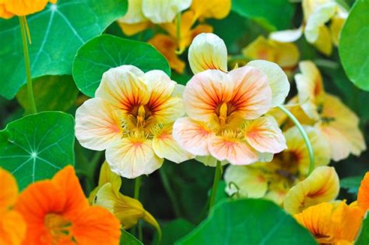 List 91+ Pictures Nasturtiums With The Painting "dance" I Completed