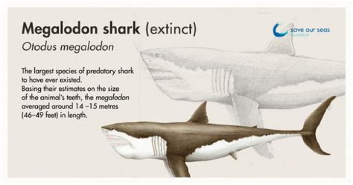 Megalodon Was No ColdBlooded Killer And That Spelled Its Doom