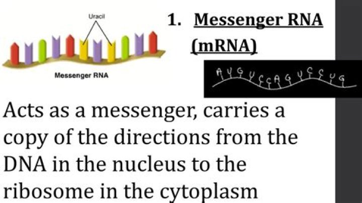 messenger RNA Description & Function Britannica