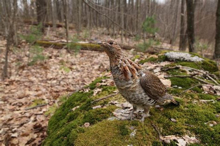 My grouse with Buhari’s presidency, by Bukar The Gazetter