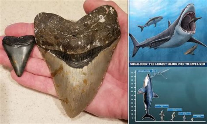 NASA Megalodon Photo 2023 Unveiling the Mysteries of the Deep